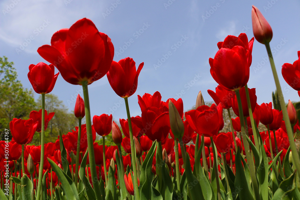 Obraz premium Istanbul tulip: Tulip (Tulipa), common name of bulbous, perennial plant species grown as ornamental plants, forming the genus Tulipa from the lily family, colorful tulips