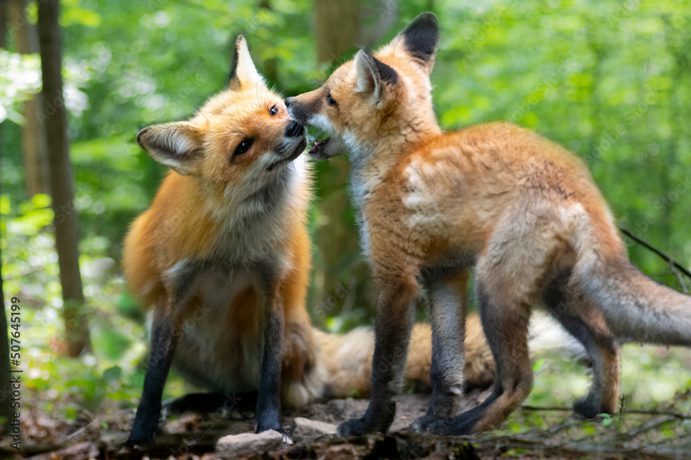 Fototapeta premium Red fox in nature