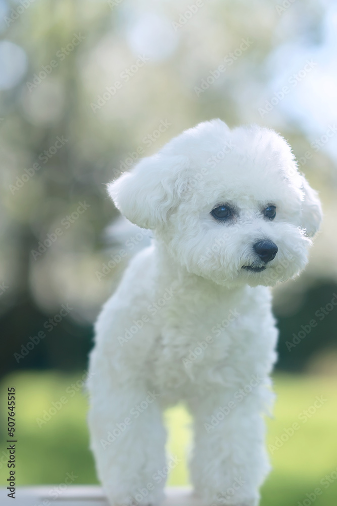Cute eight months old puppy of bichon frise in the park