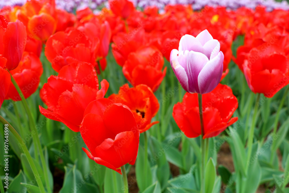 Istanbul tulip: Tulip (Tulipa), common name of bulbous, perennial plant species grown as ornamental plants, forming the genus Tulipa from the lily family (Liliaceae), colorful tulips Istanbul tulip: Tulip (Tulipa), common name of bulbous, perennial plant species grown as ornamental plants, forming the genus Tulipa from the lily family (Liliaceae), colorful tulips