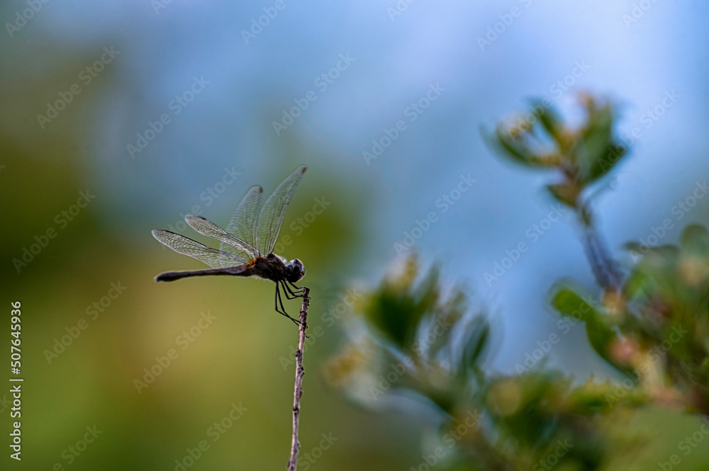 Dragonfly