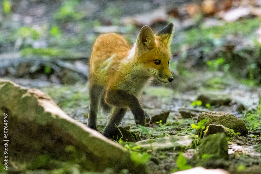 Red fox in nature Red fox in nature