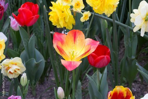 A many early Tulip Hybrids     Blushing Lady  has yellow with pink petals. Blooming yellow with pink tulips on blurred background. Beautiful flowers as floral natural backdrop.