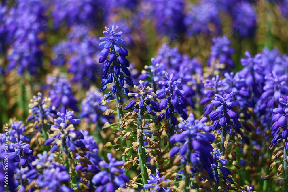 Garden hyacinths giving a visual feast with the most beautiful shade of blue in Istanbul Emirgan Grove. selective focus Garden hyacinths giving a visual feast with the most beautiful shade of blue in Istanbul Emirgan Grove. selective focus