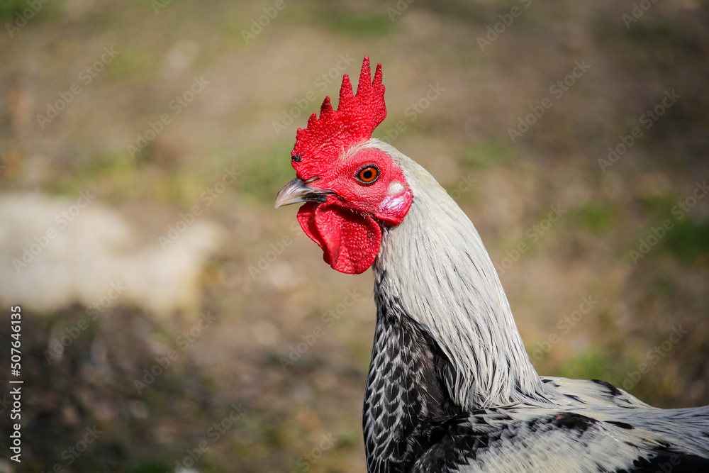 Old English Game cockerel. Pygmy rooster. Portrait