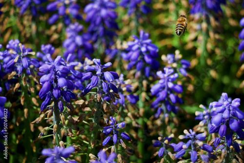 Garden hyacinths giving a visual feast with the most beautiful shade of blue in Istanbul Emirgan Grove. selective focus