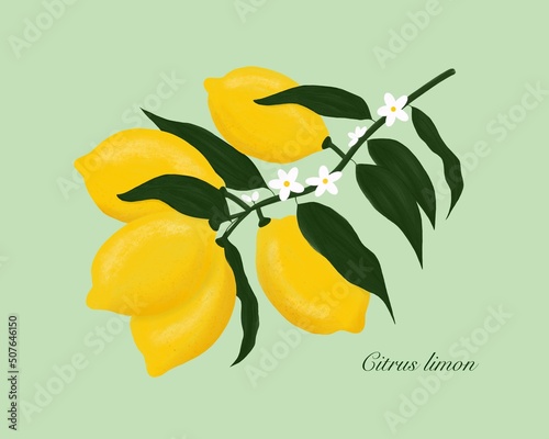 Lemon. Citrus limon. Yellow organic lemons on lemon tree branch with white blossoms and dark green leaves. Hand-drawn painting. Botanical gouache illustration.