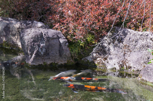 Japanese garden and Nishikigoi in Jonangu, Fushimi-ku, Kyoto. photo