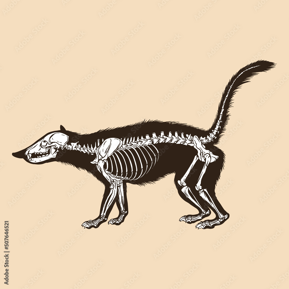 Fototapeta premium Skeleton coatimundi vector illustration
