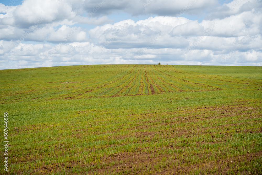 The field in Ukraine is sown with wheat, young sprouts of grains against the background of clouds, food reserves in the world, harvest in crisis, growing bread in conditions of economic blockade.