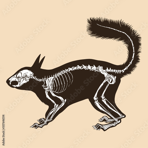 Skeleton squirrel vector illustration