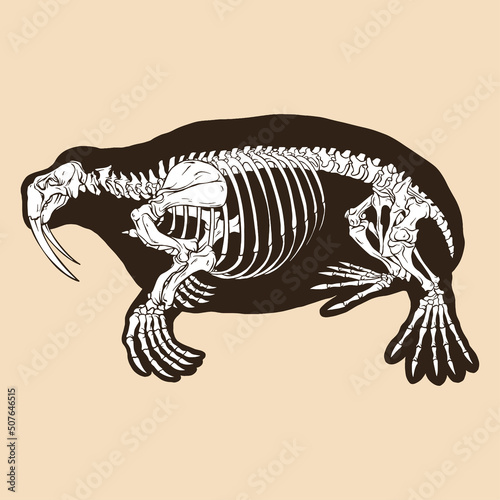 Skeleton walrus vector illustration photo