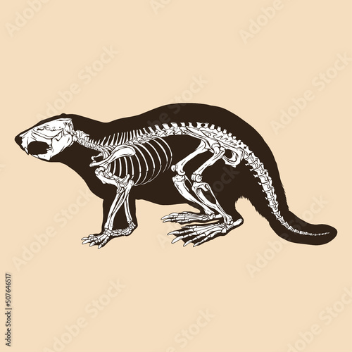 Skeleton bever vector illustration