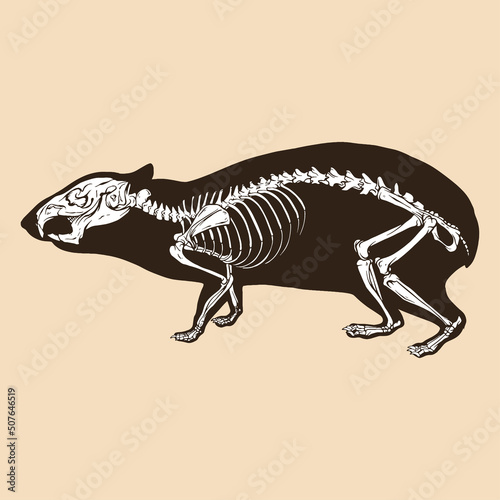 Skeleton cavia vector illustration
