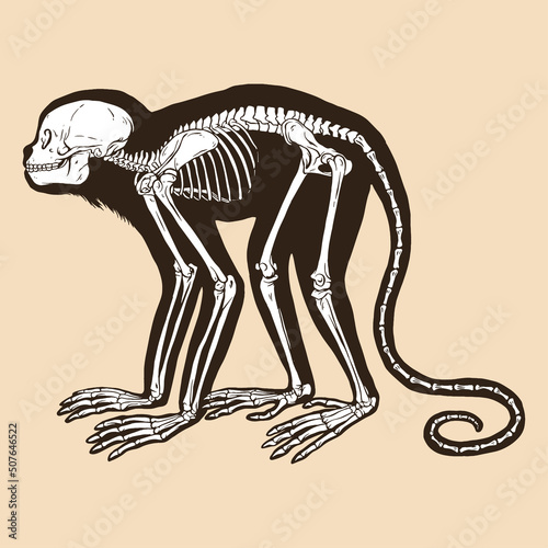 Skeleton golden headed lion tamarin vector illustration