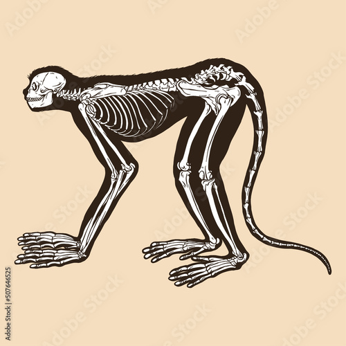 Skeleton monkey vector illustration