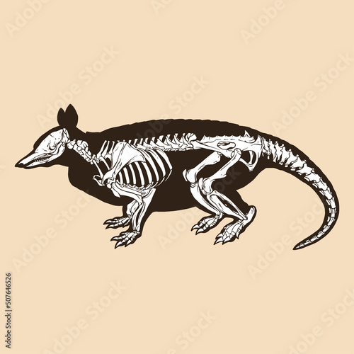 Skeleton nine banded armadillo vector illustration