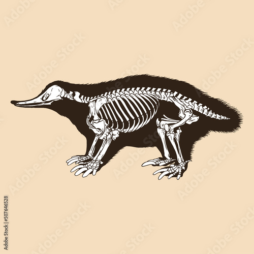 Skeleton monotremata vector illustration