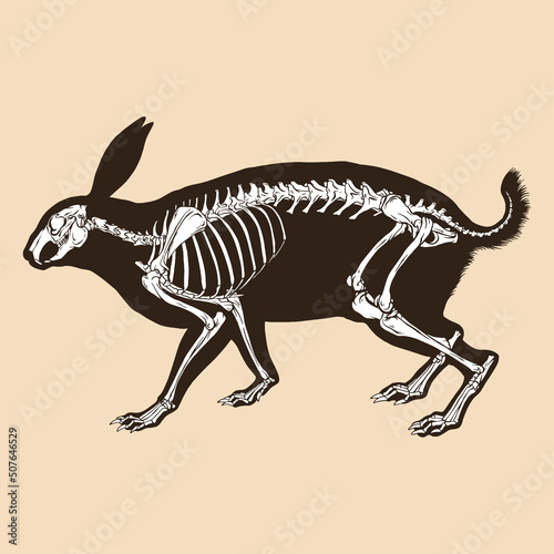 Skeleton rabbit vector illustration