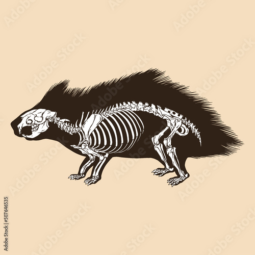 Skeleton porcupine vector illustration