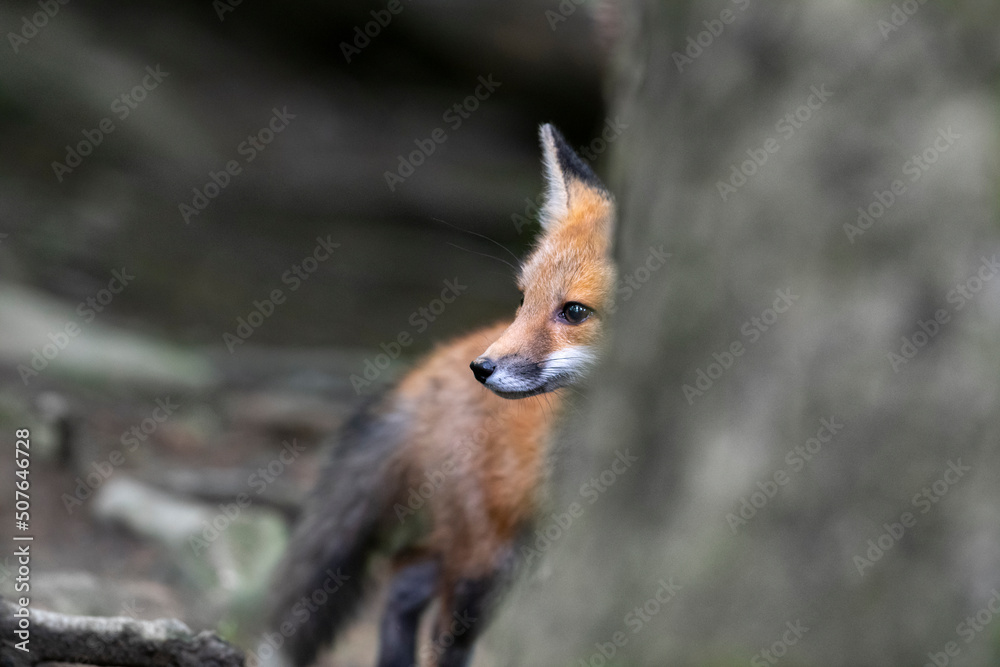 Fototapeta premium Red fox in nature