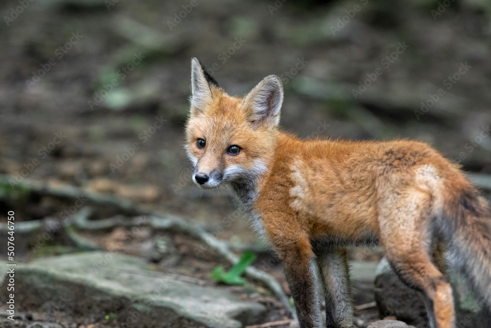 Red fox in nature