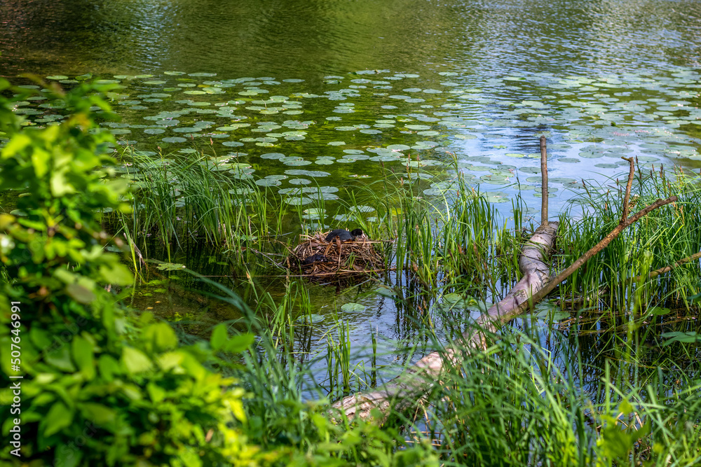Zwischen dem grünen Schilf des Seeufers hat ein Blässhuhn sein kleines Nest zum nisten versteckt Zwischen dem grünen Schilf des Seeufers hat ein Blässhuhn sein kleines Nest zum nisten versteckt