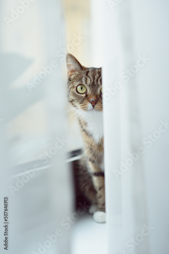Wallpaper Mural Kitten sitting on a windowsill and looking out for curtains Torontodigital.ca