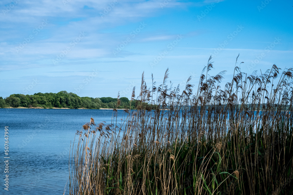 Schilf am Ufer eines großen blauen Sees