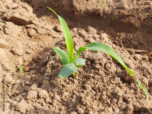 Young green corn growing on the field. corn seedling in morning. Maize plant in the field. It is a crop, which is grown as a grain and also cultivated as animal feed. Corn sprout.