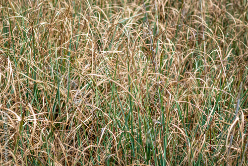 Binsenschneide mit vertrockneten und neuen Trieben Cladium mariscus