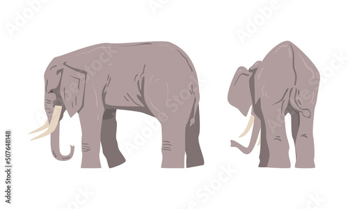 Standing Elephant as Large African Animal with Trunk  Tusks  Ear Flaps and Massive Legs Vector Set