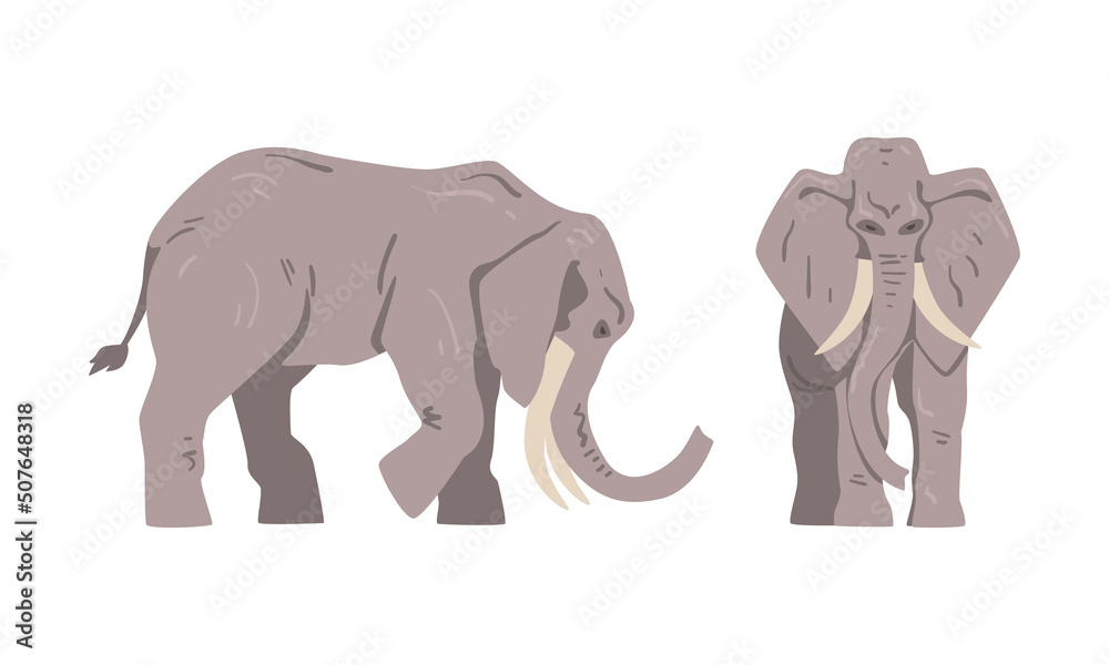 Fototapeta premium Elephant as Large African Animal with Trunk, Tusks, Ear Flaps and Massive Legs Standing and Walking Vector Set