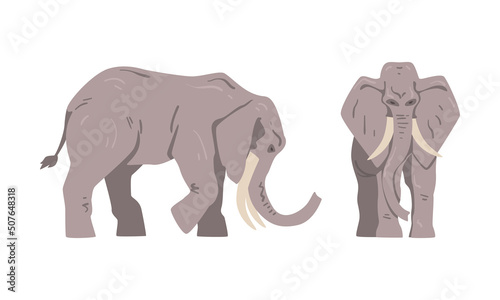 Elephant as Large African Animal with Trunk, Tusks, Ear Flaps and Massive Legs Standing and Walking Vector Set