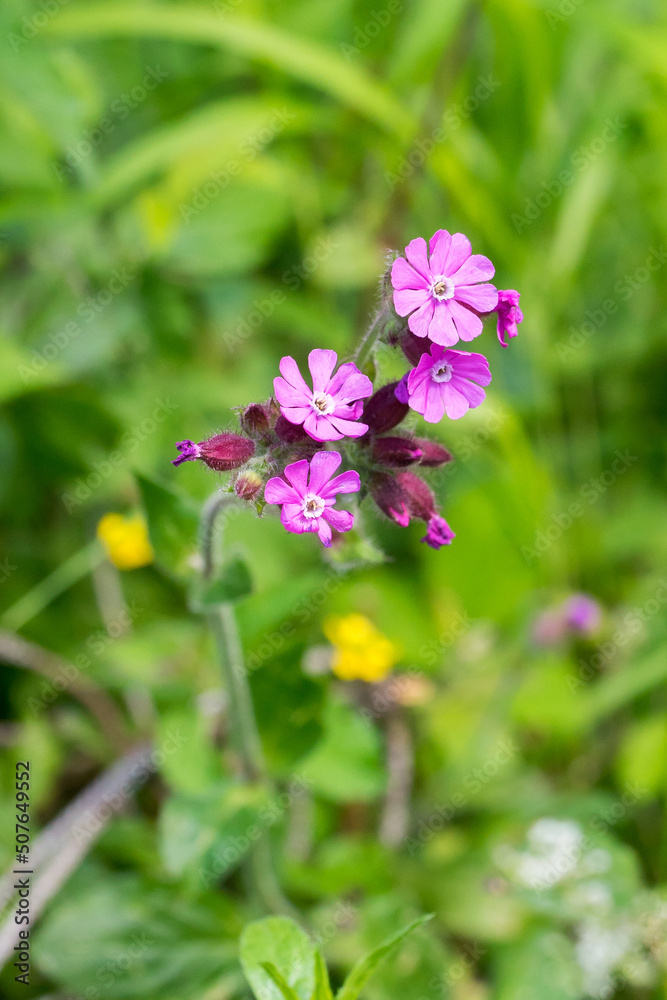 Closeup of Red Campion flowers (Silene dioica) Closeup of Red Campion flowers (Silene dioica)