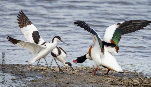 Close up of a Shelduck aggresively protecting its egg from a pair of Avocets on an Estuarys mudflats