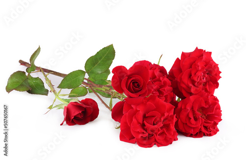 Fototapeta Naklejka Na Ścianę i Meble -  Red roses isolated on a white background