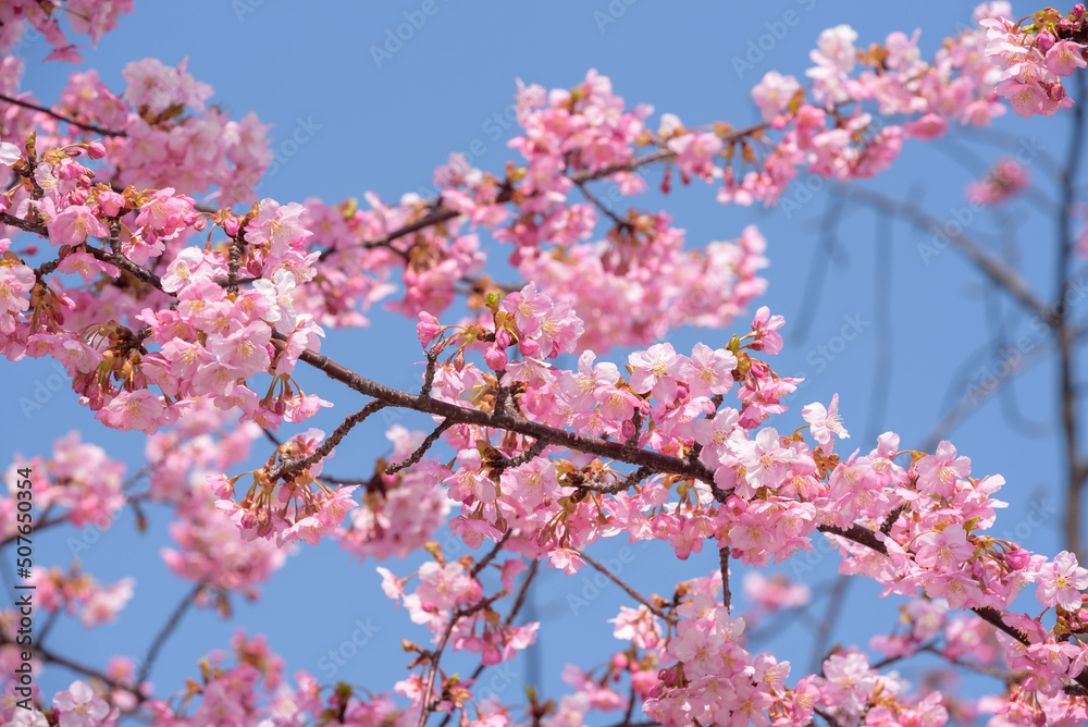 Cherry blossoms, Kawazu Zakura tree Cherry blossoms, Kawazu Zakura tree