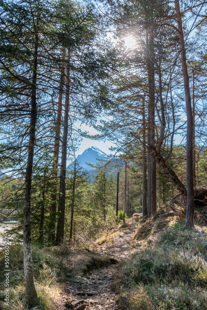 Naklejka premium path in the woods (Austria)