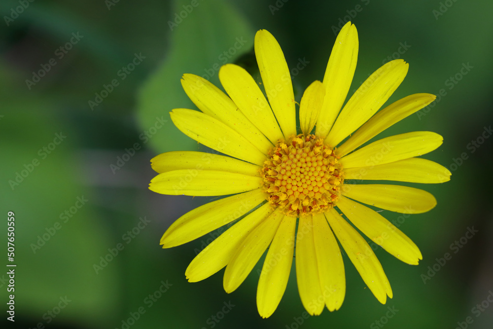 Close up image of a Corn Marigold flower. County Durham, England, UK. Close up image of a Corn Marigold flower. County Durham, England, UK.