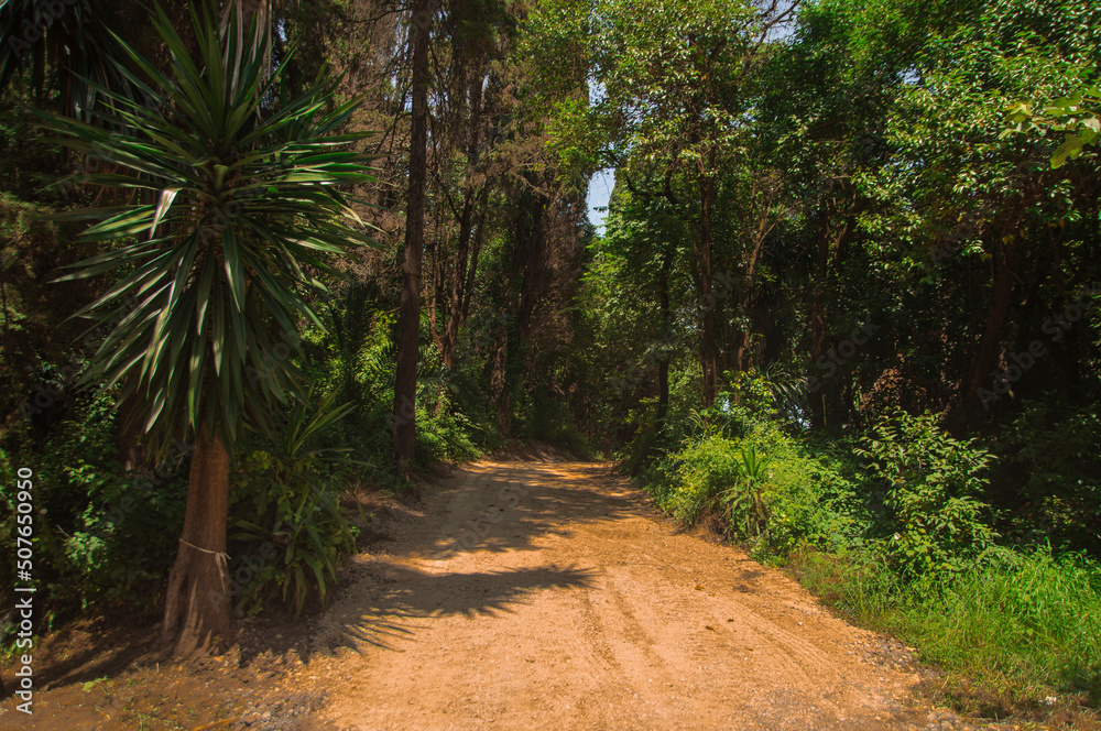 path in the forest Corfu Grecce path in the forest Corfu Grecce