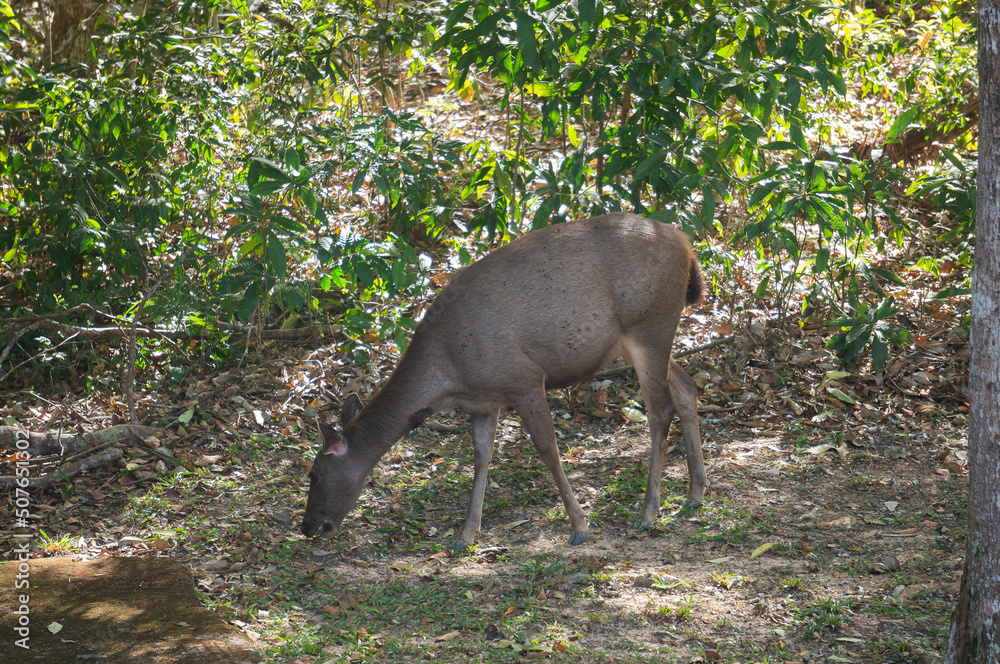 Fototapeta premium deer in the woods
