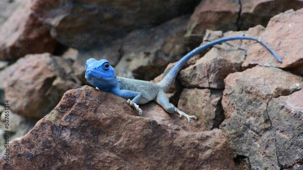 Male Sinai Agama with his sky-blue coloration and in his rocky habitat, found in the Mountains of the United Arab Emirates (UAE), Middle East, Arabian Peninsula Male Sinai Agama with his sky-blue coloration and in his rocky habitat, found in the Mountains of the United Arab Emirates (UAE), Middle East, Arabian Peninsula