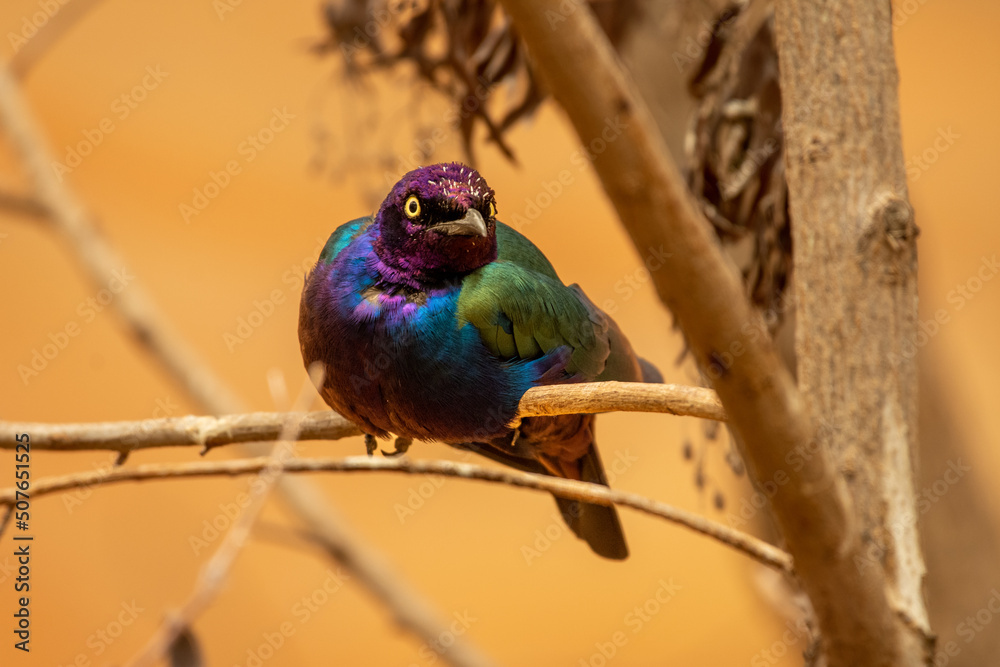 Obraz premium Close up of a purple and green Asian glossy starling bird (Aplonis panayensis) perched on a dry branch
