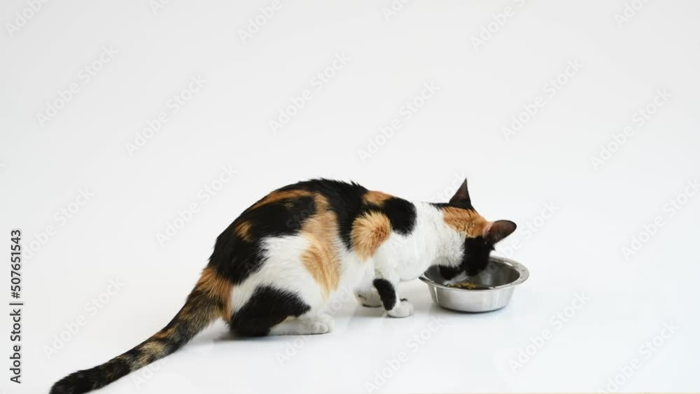 Multicolored cat eating food against white background, studio shot, 4k real time Multicolored cat eating food against white background, studio shot, 4k real time