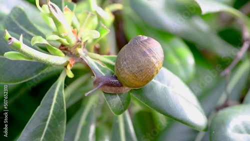 4k macro footage of a snail crawiling on a green leave. Corsica, France, Europe photo