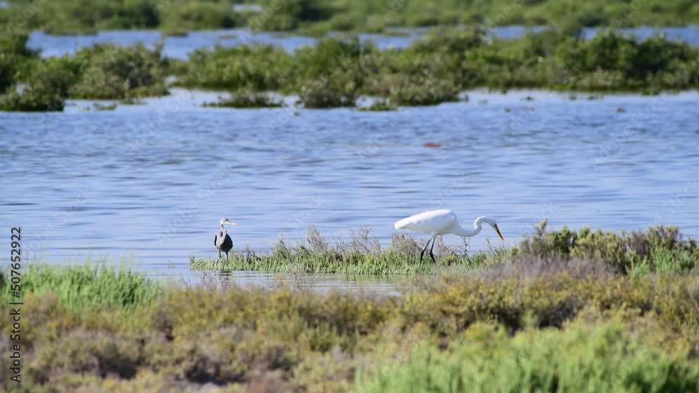 Birds hunting in a mangrove.
Arabian Peninsula, Middle East. Birds hunting in a mangrove.
Arabian Peninsula, Middle East.