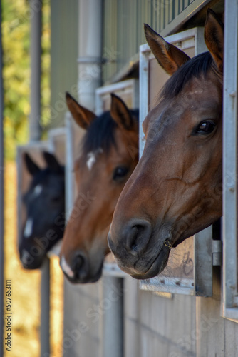 Two brown horses and a black horse, looking out the window of their stable.