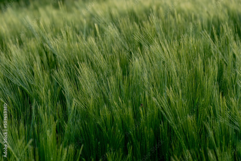 молодая пшеница