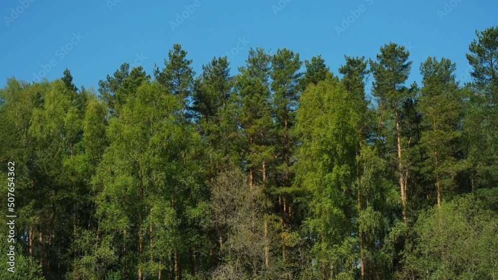 Green birches, pines and fir trees swaying in wind on warm sunny day against background clear blue sky. Nature of Russia, National Park. 4K slow motion footage. Mixed coniferous deciduous forest. Green birches, pines and fir trees swaying in wind on warm sunny day against background clear blue sky. Nature of Russia, National Park. 4K slow motion footage. Mixed coniferous deciduous forest.